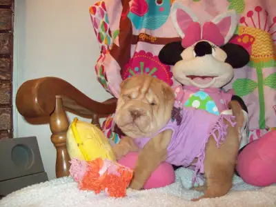 ADORABLE CHINESE SHAR - PEI PUPPIES * COMING SOON *, View more