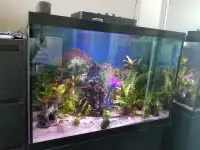 Aquarium 65 gallon - 3 feet wide (fish tank)