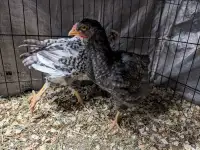 Two 7-8 week old chicks 
