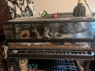 Complete Reptile Enclosure (leopard gecko), View more