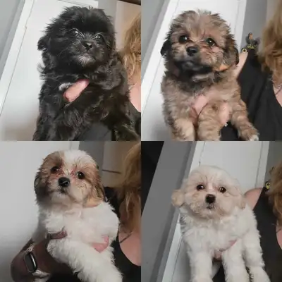 Shih Tzu Puppies Available! -NEW VIDEO, View more
