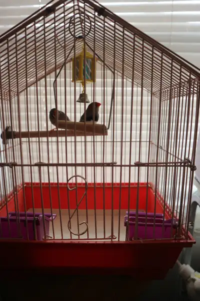 COUPLE     DE       PINSON  MANDARIN   et cage, View more