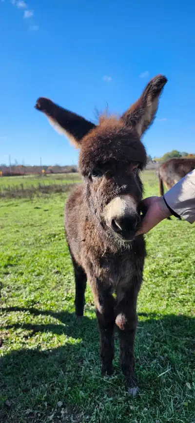 Donkeys for Sale, View more