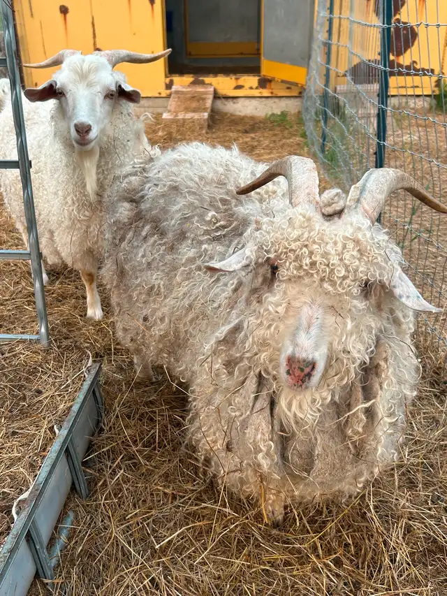 Angora Goats63013092644225121