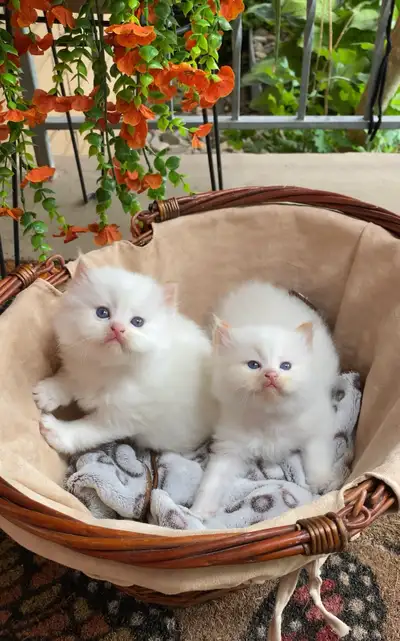 purebred ragdoll kittens , View more