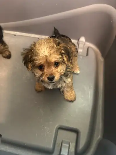 Yorkie poodle puppies., View more