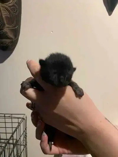 Bombay female available