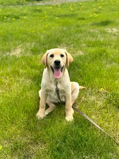 CKC Registered Yellow Lab Puppy, View more