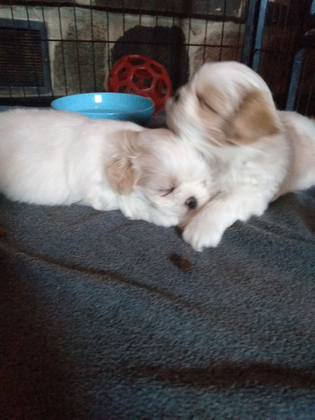  White Shih-Tzu  puppies  in Dogs & Puppies for Rehoming in Norfolk County