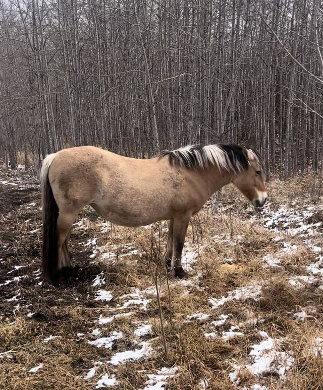 Fjord Mares  in Horses & Ponies for Rehoming in Edmonton - Image 2