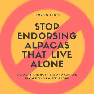 Before buying alpacas, please read, View more