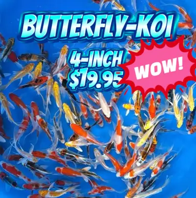 butterfly Koi 4” $19.95, View more