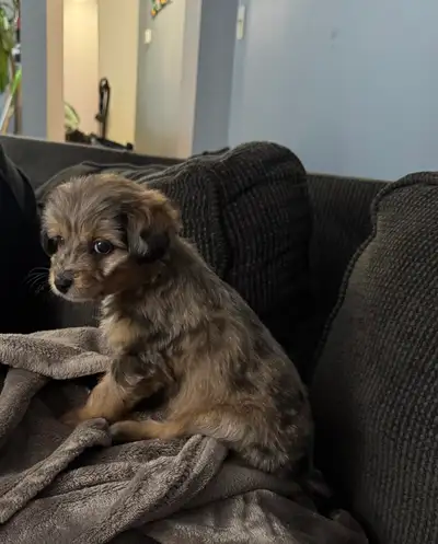 sweet mini Aussie doodle hypoallergenic puppy, View more