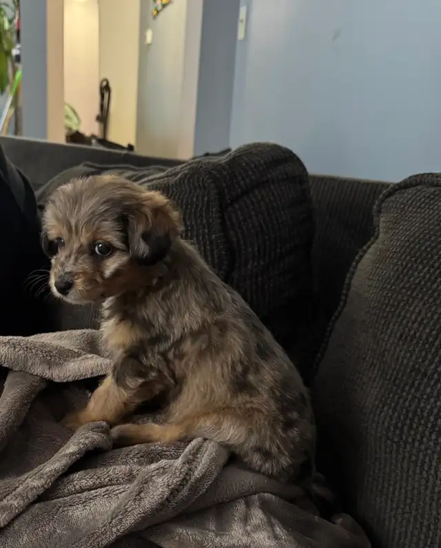sweet mini Aussie doodle hypoallergenic puppy in Dogs & Puppies for Rehoming in Burnaby/New Westminster - Image 3