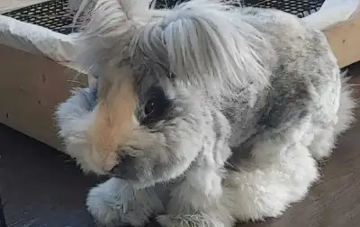 Bonded Pair of English Angora Rabbits, View more