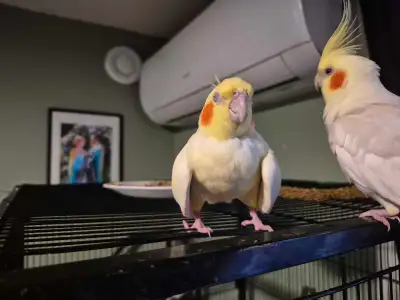 Bonded cockatiel pair, View more