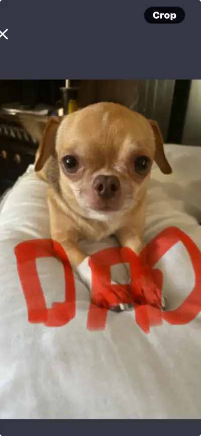 Xtra small chihuahuas, View more