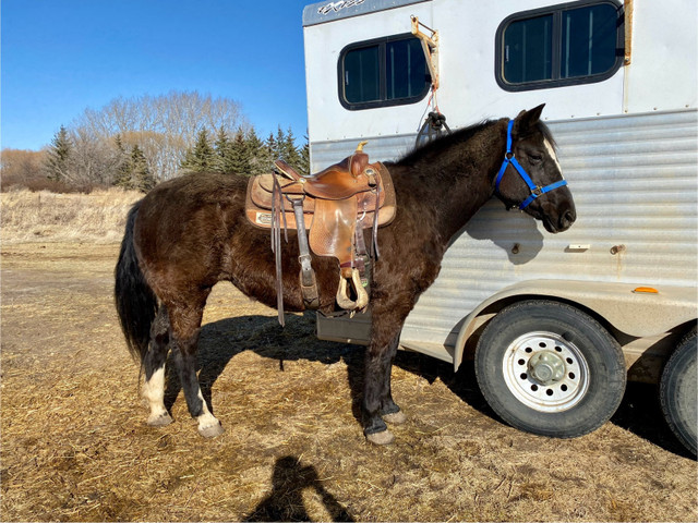 2011 Black Mare *pending* in Horses & Ponies for Rehoming in Red Deer - Image 2