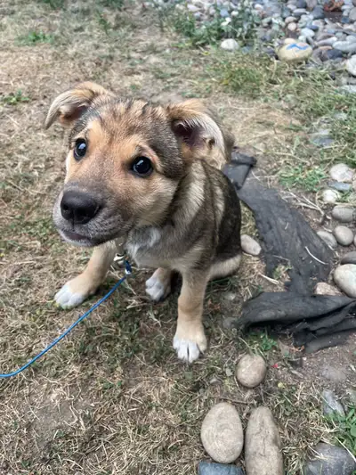16 week old puppy, View more