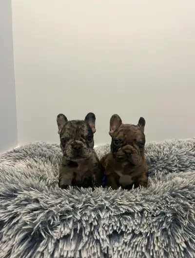 French Bulldog Puppies AKC registered, View more