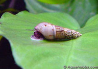 Fresh water Malaysian Trumpet Snail and Plants for sale