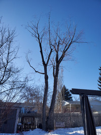 Flagstone Tree Service available for Tree removal and Pruning