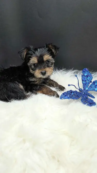 Tiny Male Yorkshire Terrier Puppy, View more