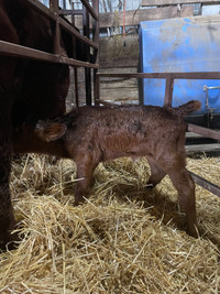 Heifer calf for sale