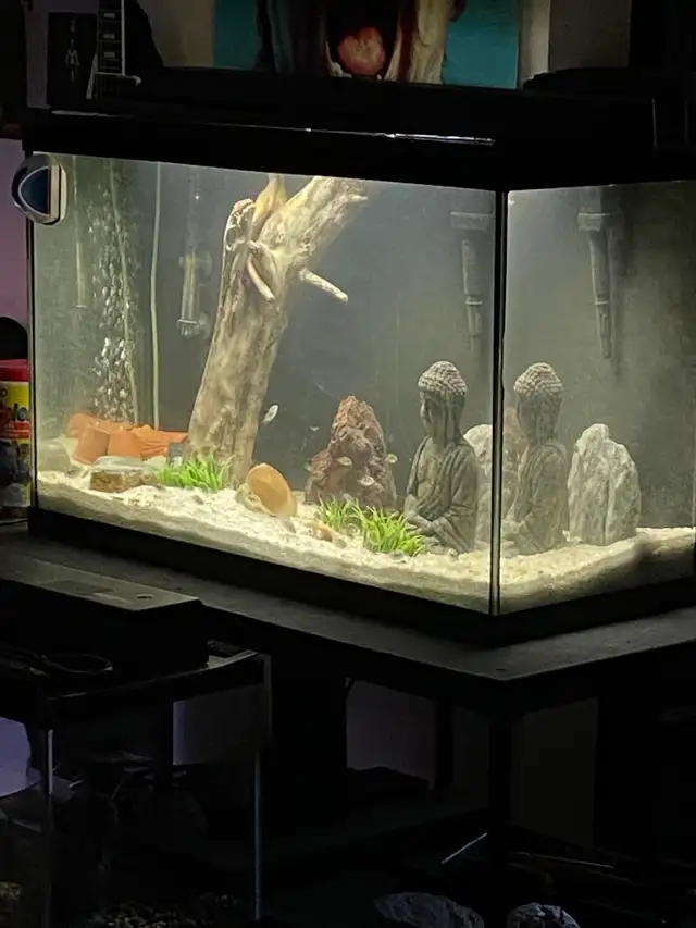 30 GALLON AQUARIUM FISH TANK - Pickering  in Fish for Rehoming in City of Toronto - Image 4