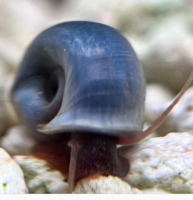 Blue Purple Ramshorn Snails  / Escargot for Aquarium dans Poissons à adopter  à Longueuil/Rive Sud - Image 2