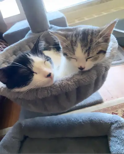 Cats in need of a safe home, View more