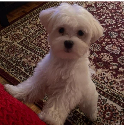 Un petit bichon maltais âgé d'une année à vendre 900$ tél: 438-931-4518