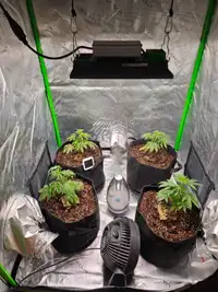 Cannabis Grow Tent / Light / Set Up