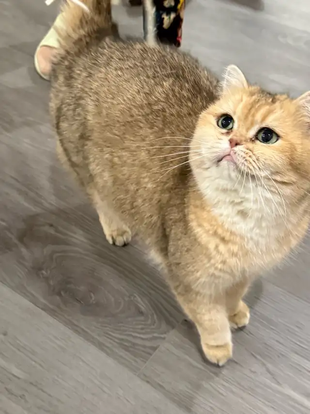 British shorthair cat