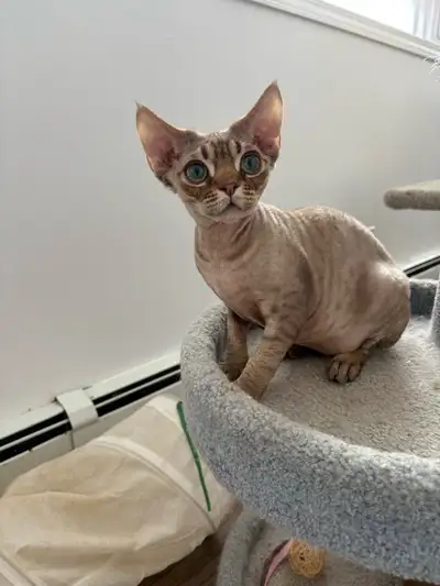 Kittens are 5 months old have all shots and have learned some house manners