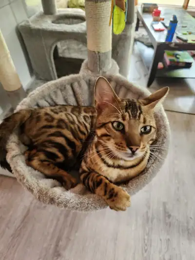 bebe chaton bengal mix persan , View more