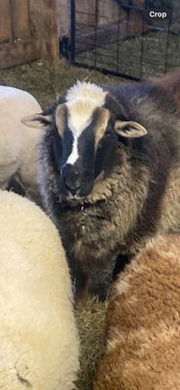 Calico sheep and lambs