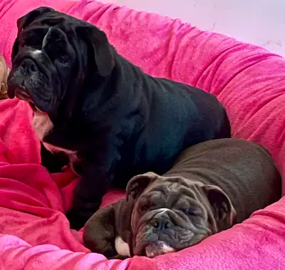 Spoiled Rotten Bulldogs is happy to announce we have two puppies available. Blue seal girl Black sea...