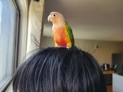 Conure bebe( female), View more
