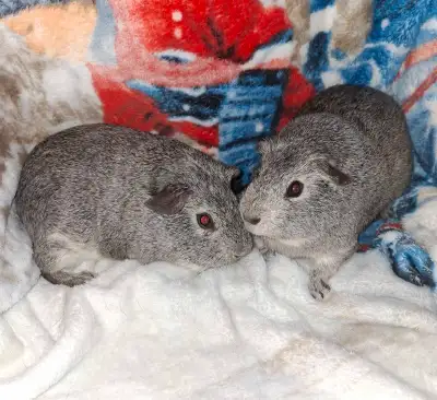 Guinea Pigs, agouti silver males, 16 weeks old , View more