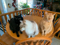Three very affectionate cats looking for their forever home.
