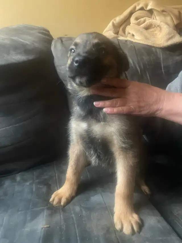 2 boys available in Dogs & Puppies for Rehoming in Brantford - Image 7