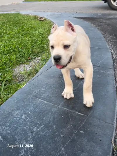, Purebred Cane Corso puppies available.- 1 straw/white male . Ear cropping done stitches removed. R...