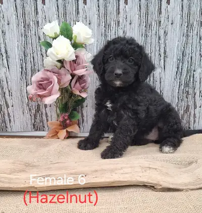 Mini Labradoodle Puppies, View more
