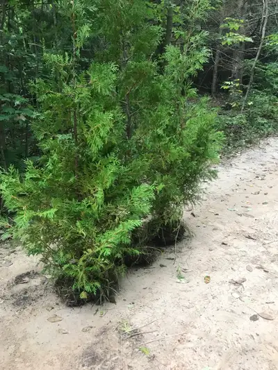Cedars for sale 5$ a foot sizes from 1’-10’large or small orders delivery and planting available at...