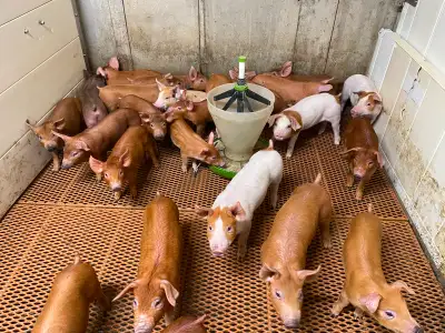 Pigs for sale, View more