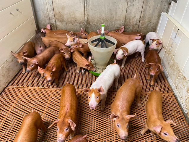 Pigs for sale in Livestock in Stratford