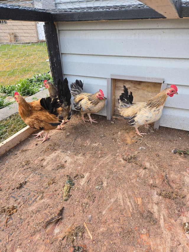 Mini Roosters  in Birds for Rehoming in Strathcona County