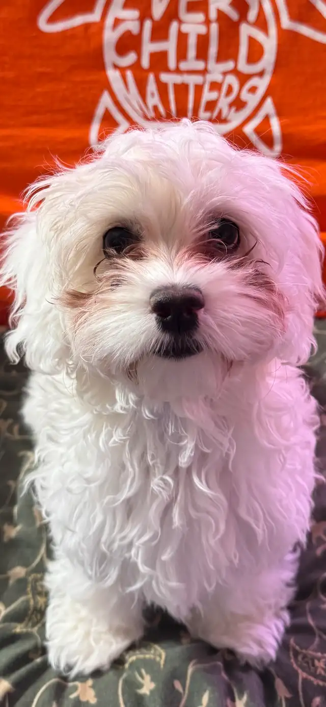 ❤️ADORABLE COCKAPOO❤️ in Dogs & Puppies for Rehoming in St. Albert - Image 3