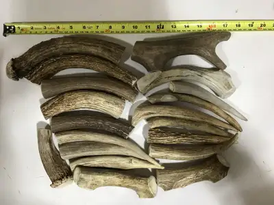 Dog Chews Shed Antler 2 lbs $40 or 4 lbs $65, View more